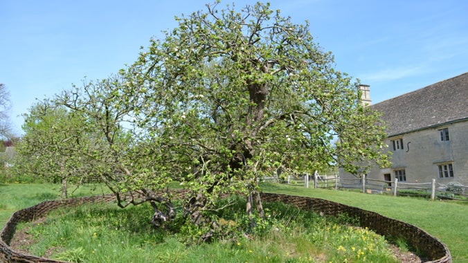 View of the Manor House from the orchard, where Isaac Newton's tree is beginning to blossom